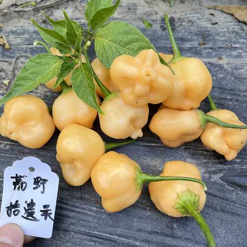 甜蜜暴击辣椒荒野拾遗录夏观赏