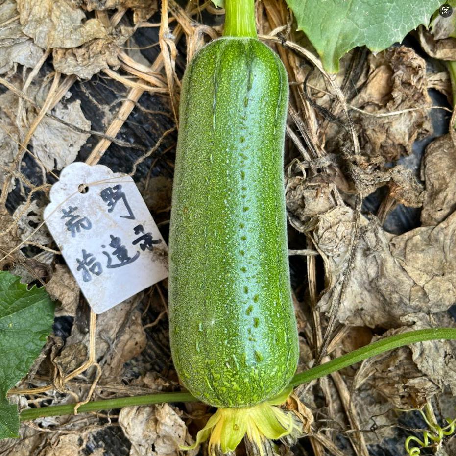肉丝瓜种子老丝瓜蔬菜家庭园艺种植庭院高产老品种