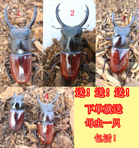 独角仙活体质量怎么样 独角仙活体口碑怎么样 小麦优选