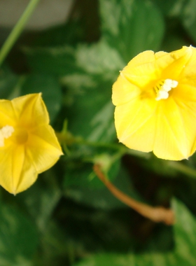 牵牛花种子牛棚自拍照片 黄色茑萝 爬藤朝颜花卉