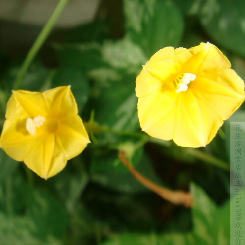 牵牛花种子拍照片黄色爬藤朝颜