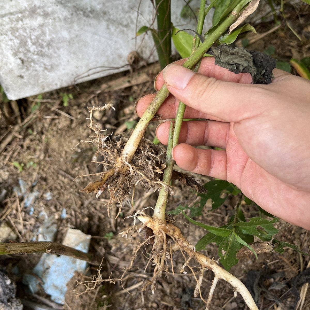 洋荷姜苗，拍一份就是10棵