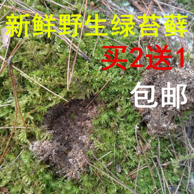 纯天然绿苔藓野生绿苔藓