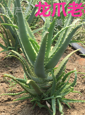 龙爪菊药用新鲜叶子叶片木立芦荟