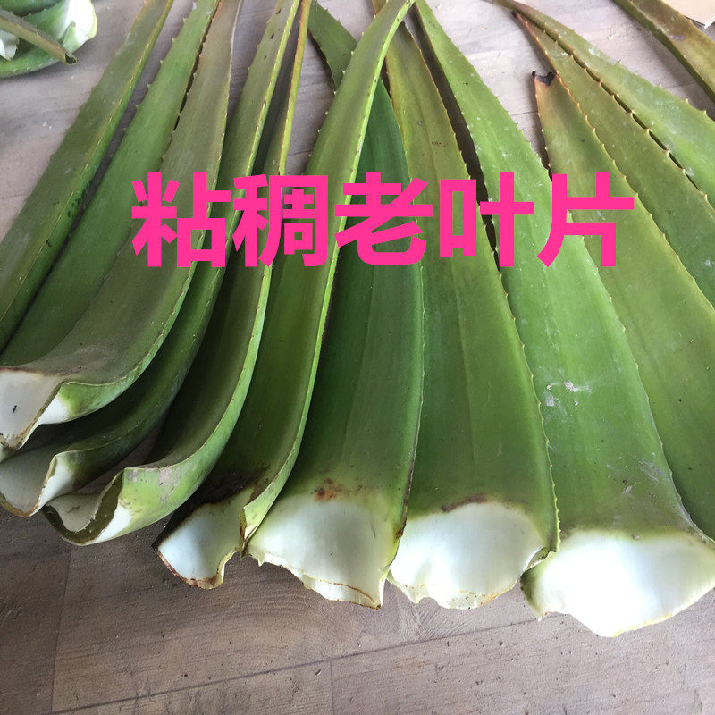 库拉索芦荟叶片新鲜大芦荟苗现摘粘稠叶片芦荟灌肤芦荟大苗