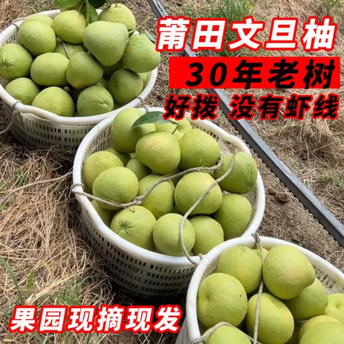 福建仙游度尾文旦柚老树现摘
