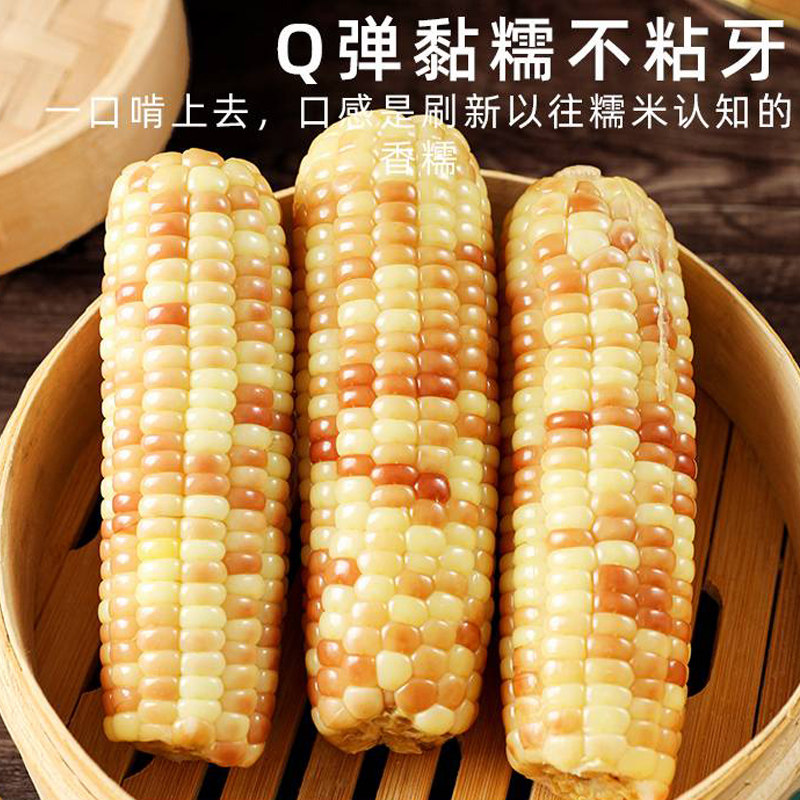 头茬西双版纳新鲜小香糯玉米