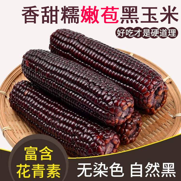 8根山西忻州软糯黑玉米咔萌兔