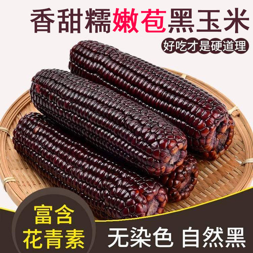 8根山西忻州软糯黑玉米咔萌兔