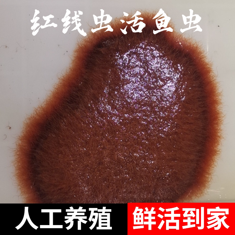 红线虫鱼食活体水蚯蚓丝虫饵料热带观赏鱼开口发色饲料鱼饵