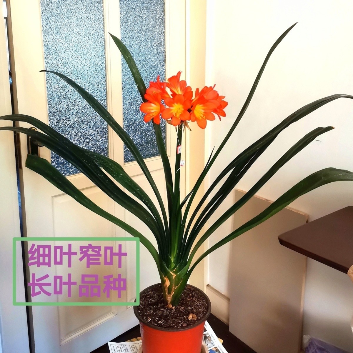 鞍山君子兰细叶窄叶长叶尖头立板花苗精品高端室内桌面绿植花卉