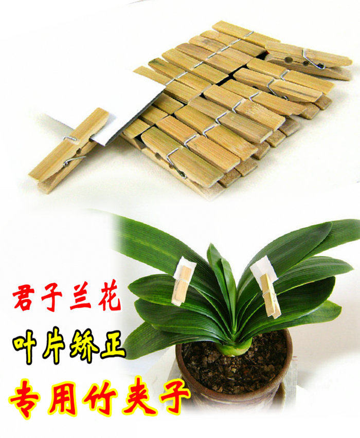 特效君子兰花叶片矫正专用竹夹子其它园艺用品