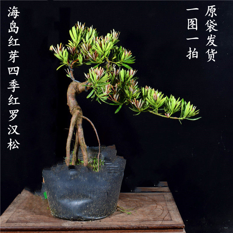 新品海岛红芽四季红罗汉松盆景素材盆栽植物净化空气庭院阳台风水