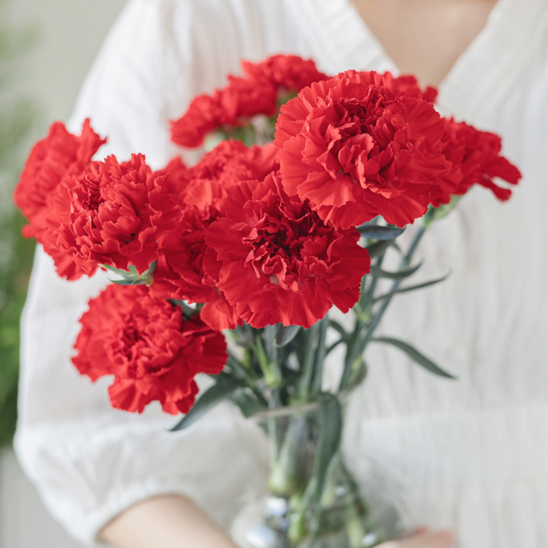 康乃馨鲜花送妈妈母亲节花束