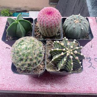 琉璃鸾凤玉红太阳星兜明星肋骨牡丹仙人球多肉植物组合