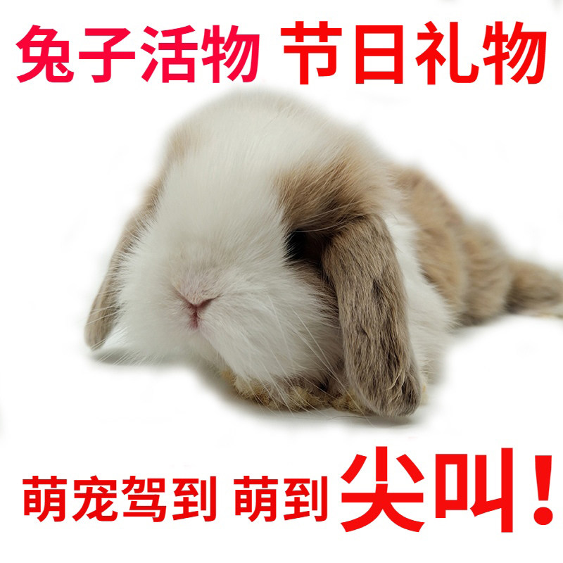 兔子活物宠物兔垂耳兔活幼体侏儒兔迷你长不大小型茶杯兔荷兰纯种在类目 宠物/宠物食品及用品, 兔类及其用品, 兔中 - 来自Buy2taobao.com提供专业的淘宝代购服务