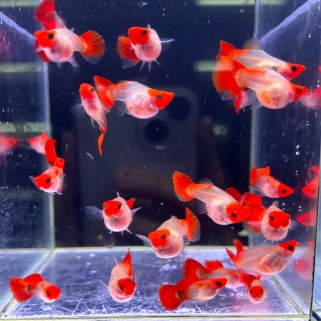红礼服深海蓝玻璃猫球体孔雀鱼热带小型观赏鱼卡姿兰大眼睛水族