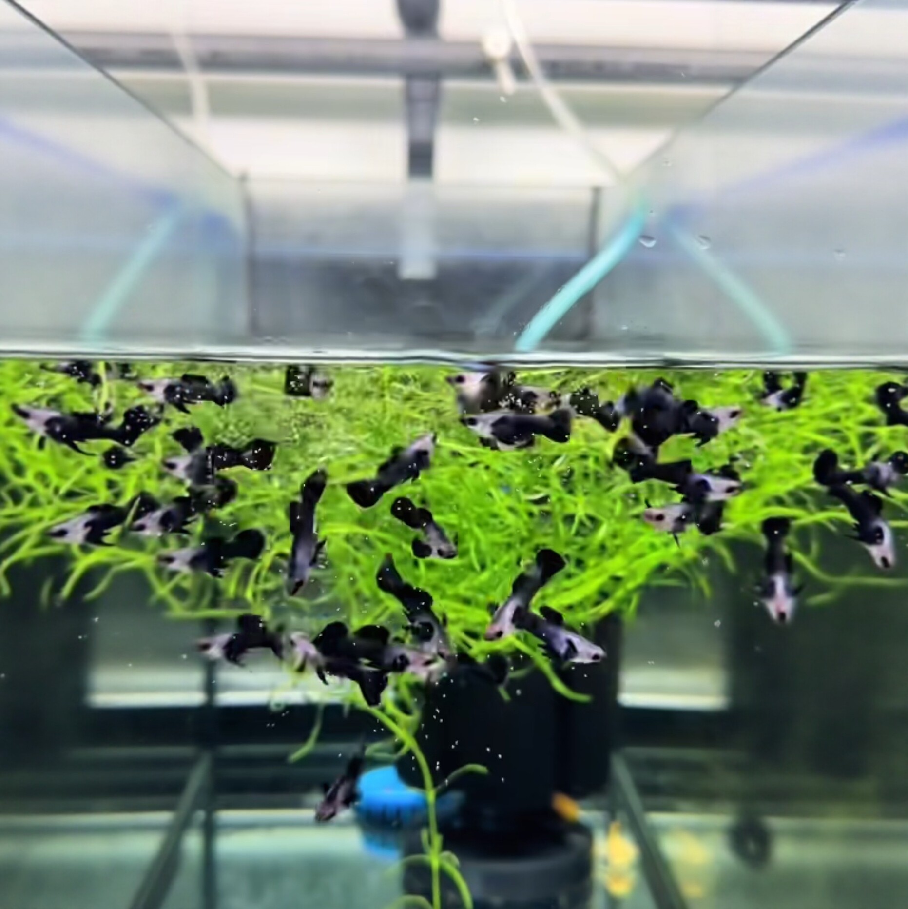 大耳银背黑白熊猫孔雀鱼凤尾鱼热带观赏淡水草缸(精品鱼)