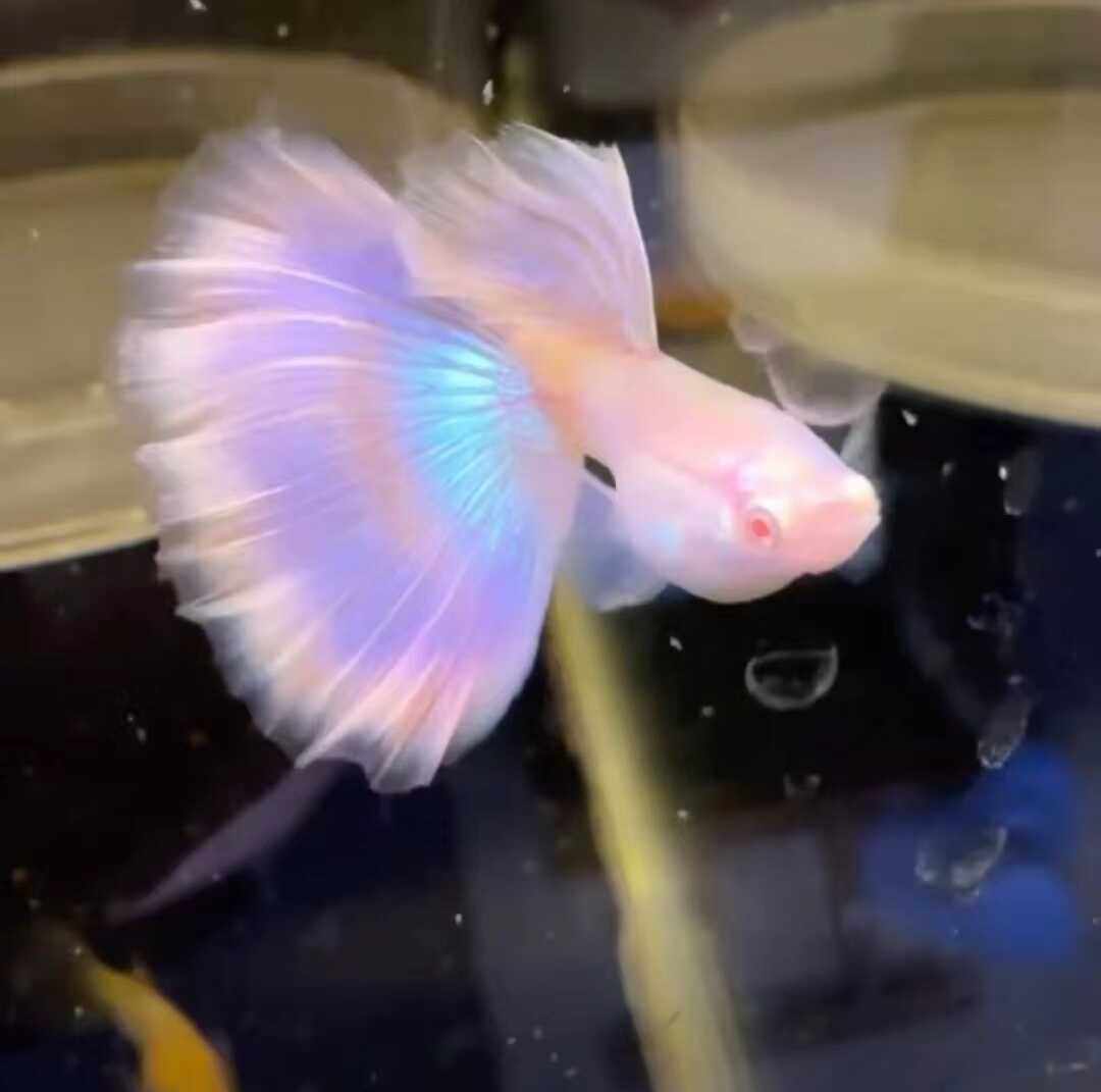 金粉热带小孔雀鱼型精品鱼