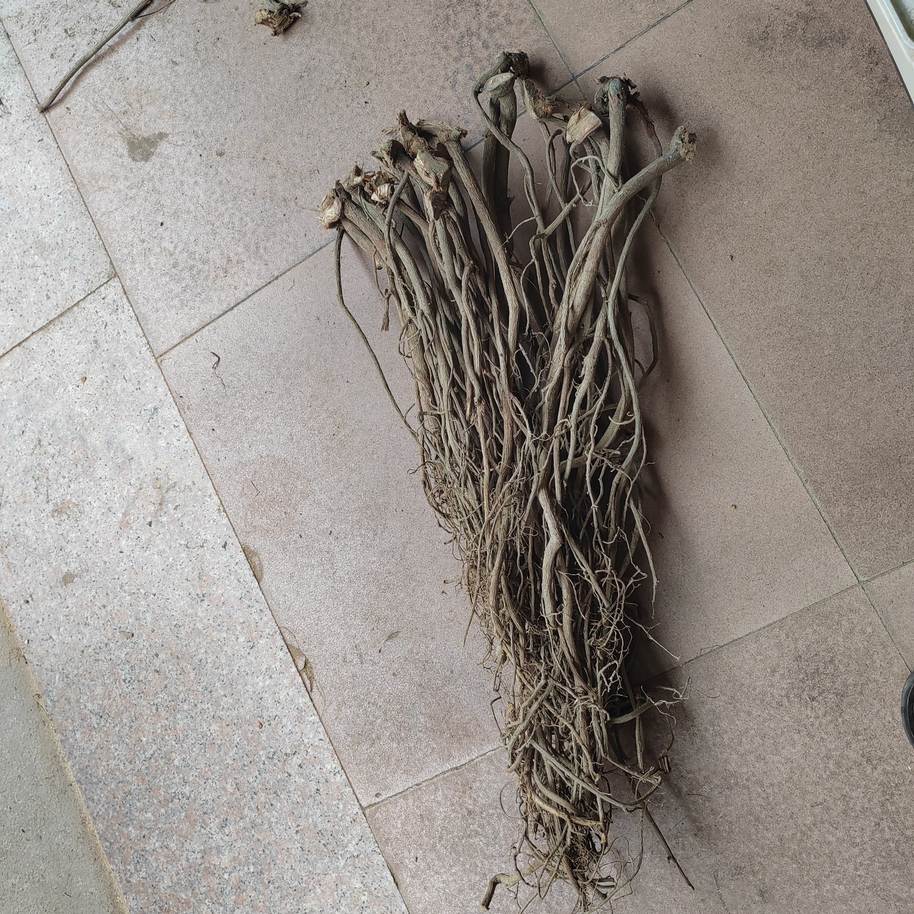 鱼藤正宗植物根粉芦藤根粉