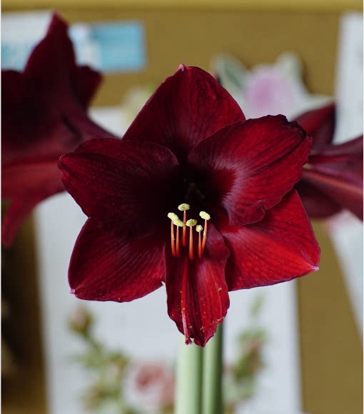 现货进口秘鲁朱顶红大种球红色安第斯黑红色多年生大花型多年生