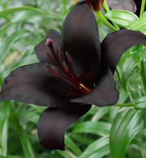 现货发进口百合花种球亚洲百合黑暗之谜品种多年生La/铁炮系