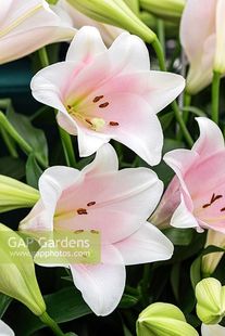 现货发口百合花种球品种多年生铁炮系列卡里 粉天堂 白特里