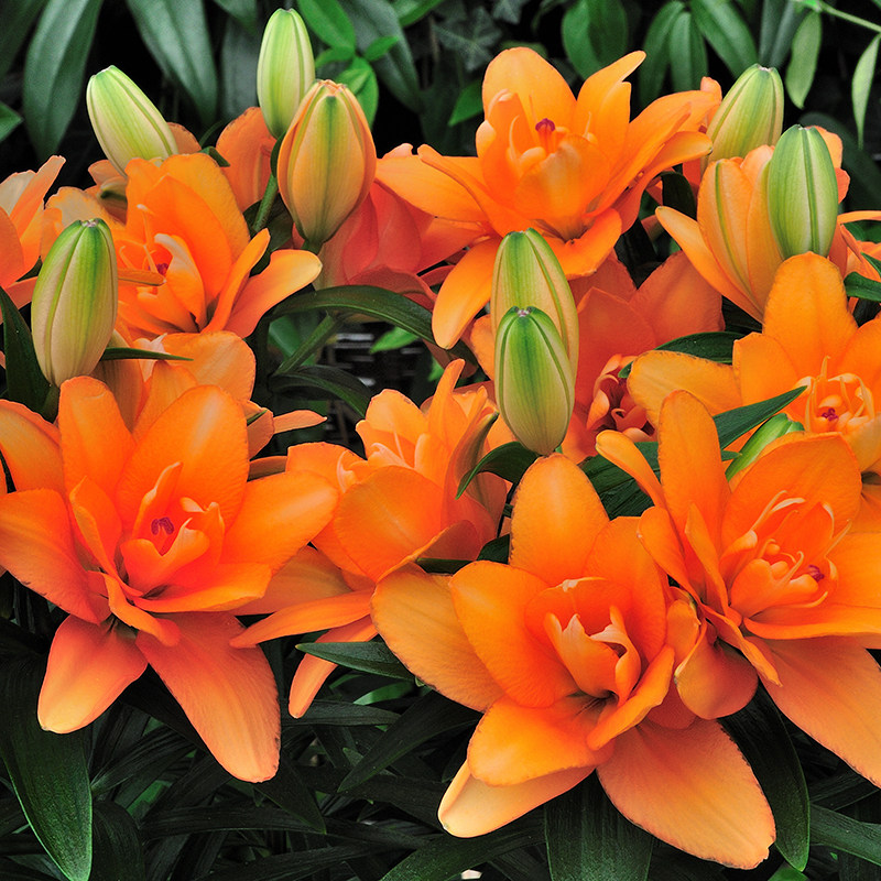 进口百合种球亚百小亲密小感动小重影小惊喜盆栽地栽植物矮品种花