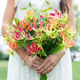 现货进口嘉兰百合种球多年生花期长春植易养庭院露台爬藤