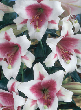 现货进口百合花种麝香铁炮百合特里昂LO/la系列耐热耐寒花大