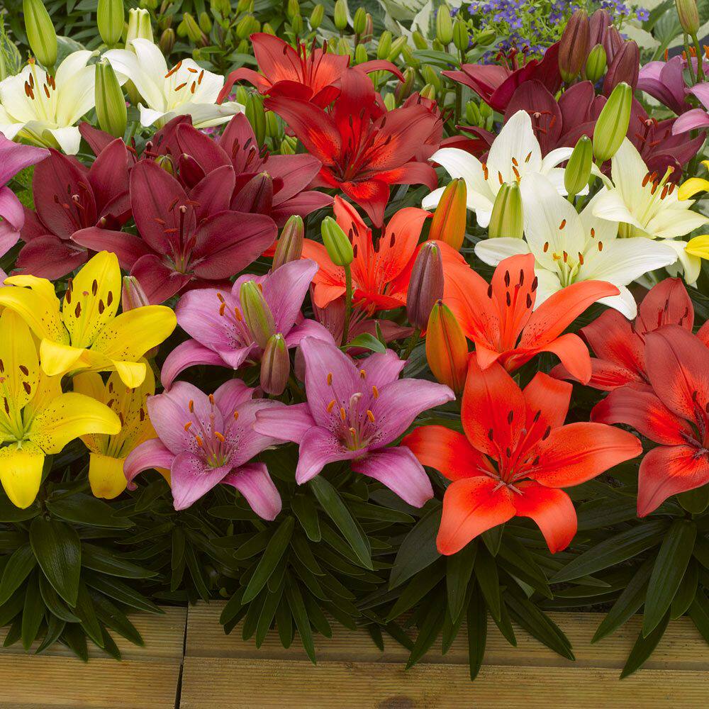 现货百合花种球耐热耐寒LA家庭园艺阳台庭院花卉绿植盆栽多年生