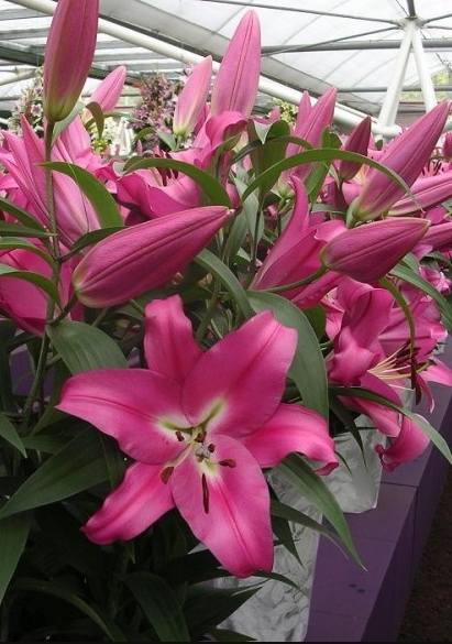 现货进口百合花种球包对版罗宾娜/红色宫殿多年生浓香大球