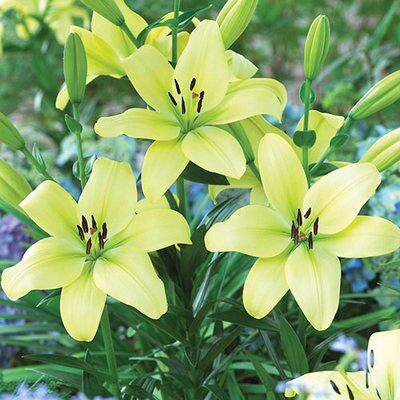 自带仙气耐寒百合花种球绿色童年