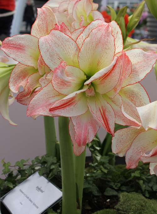 进口荷兰朱顶红种球晨宇园艺四季