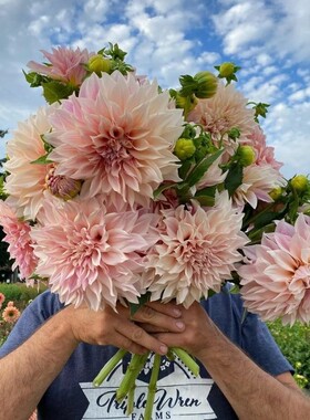 现货年新进口大丽花种球根大花丰花多年生极易繁花期长易成活
