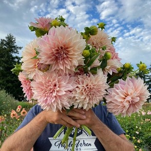 现货年新进口大丽花种球根大花丰花多年生极易繁花期长易成活