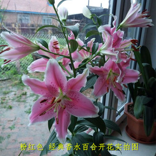 进口粗芽香水百合种球东百粉索邦球大花多四季种含盆土套装
