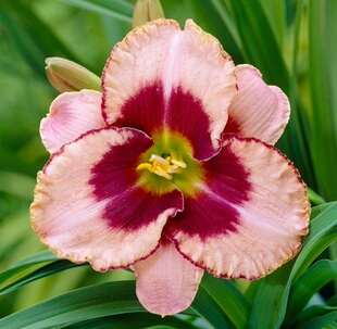 现货美观阳台进口萱草裸根苗常绿半常绿休眠多年生宿根花卉忘忧草