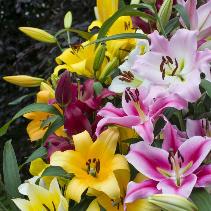 进口种球盆栽地栽香水百合花OT图片