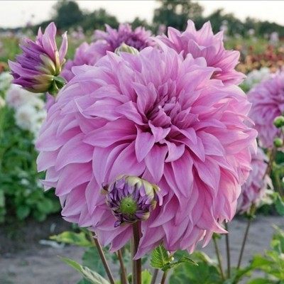 多年生进口大丽花春夏秋