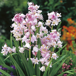 现货蓝铃花种球晨宇进口多年生种球根花卉野风信子耐寒球茎室内白