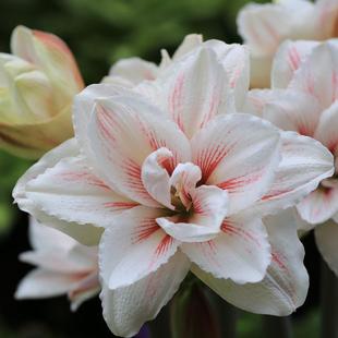 现货进口荷兰朱顶红种球多年生水彩画大花重瓣复色年宵花卉大球