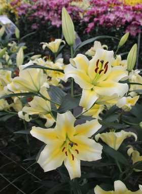 现货荷兰进口香水百合花种球OT系列黄色包颜色木门