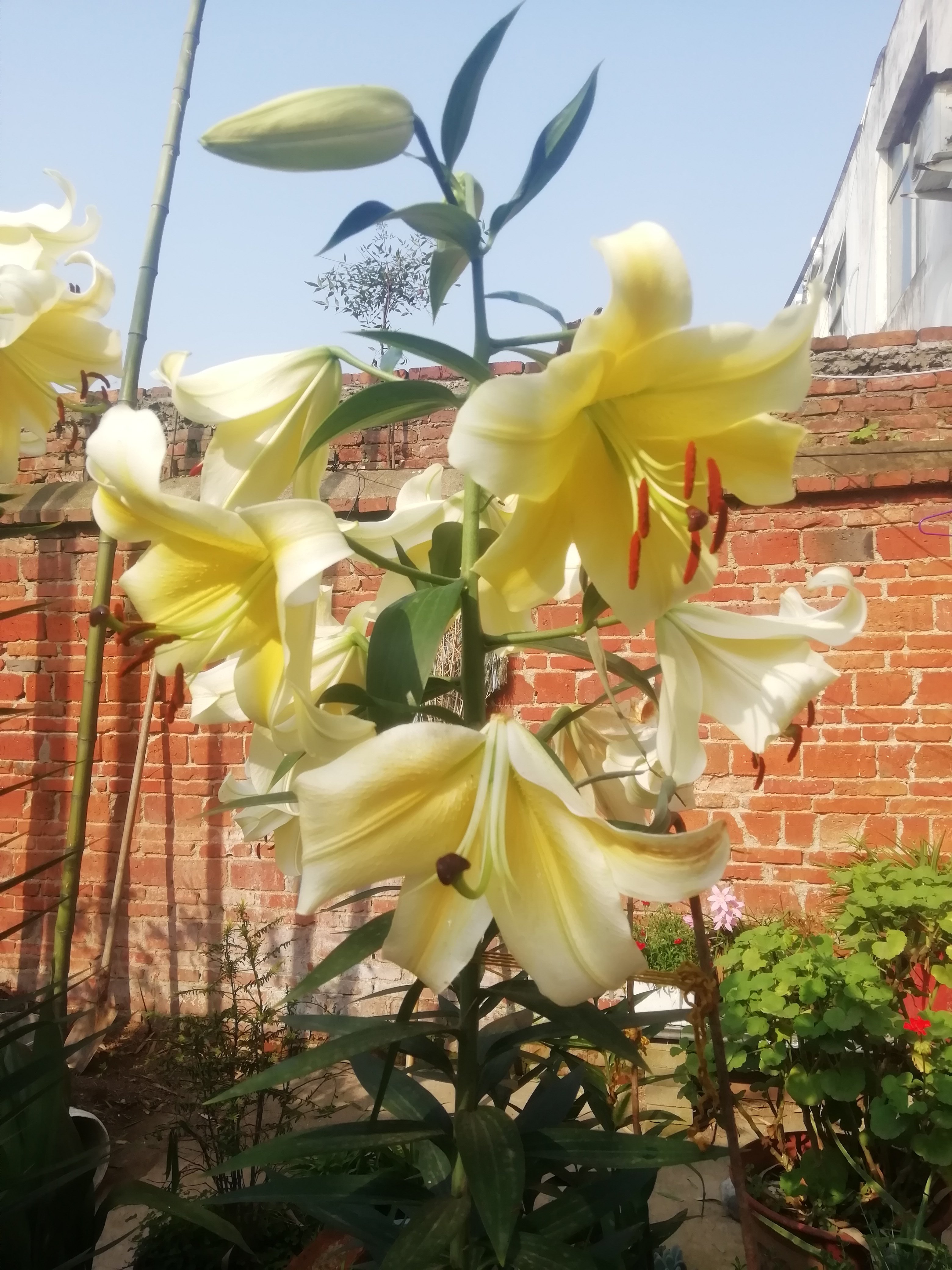 现货荷兰进口香水百合花种球OT系列黄色包颜色木门