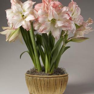 现货进口荷兰朱顶红种球多年生爱神大花复色新球年宵花卉大球