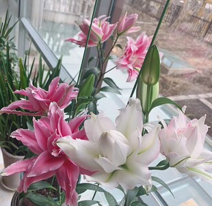 现货百合种球进口冰美人爱莎萨曼莎对版种子香水重瓣西斯塔