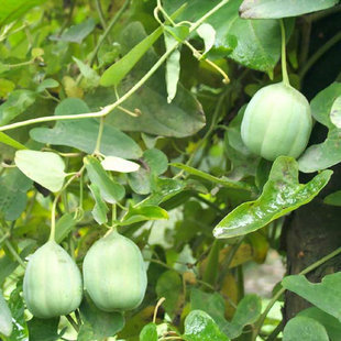马兜铃叶子养蝴蝶毛毛虫植物马兜铃苗 种子青木香 天星天仙藤
