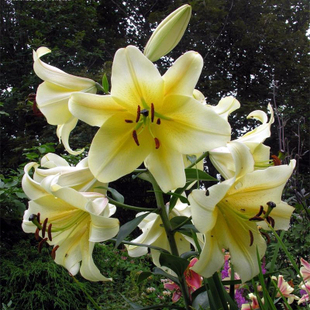 现货进口百合花大种球盆栽地栽庭院阳台四季种花卉绿植包邮多年生