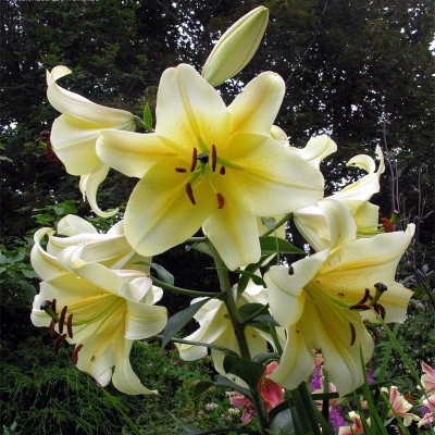 盆栽地栽多年生百合花种球现货