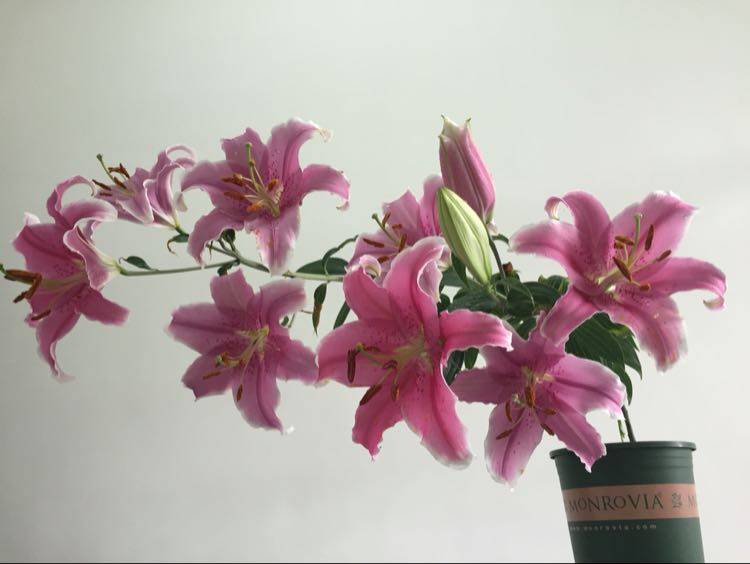 晨宇现货荷兰进口百合种球索邦粉色东方系列香水百合盆栽地栽